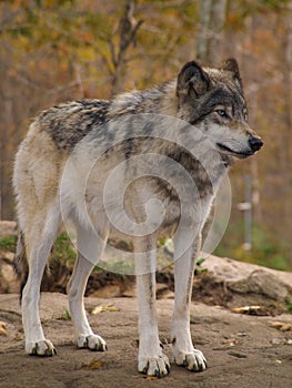 The Gray Wolf Ã¢â¬â Canis Lupus